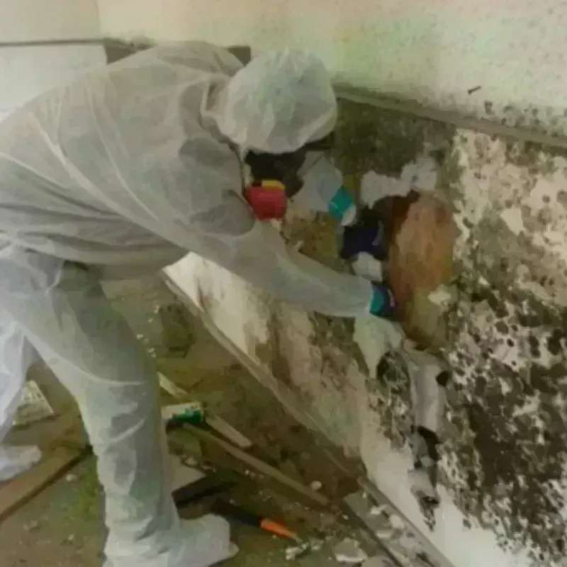 Mold Remediation and Removal in North Fort Myers, FL